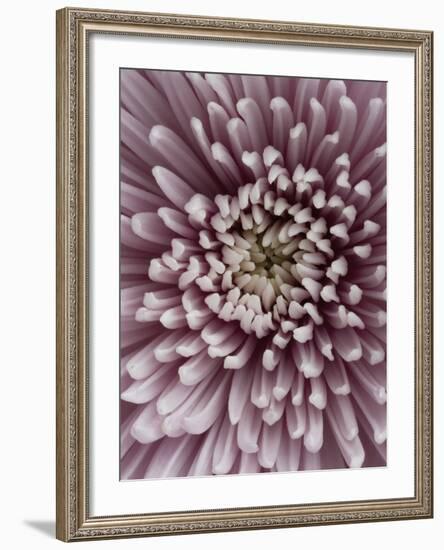 Close-Up of Pink Chrysanthemum-Clive Nichols-Framed Photographic Print