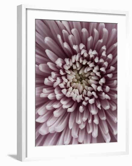 Close-Up of Pink Chrysanthemum-Clive Nichols-Framed Photographic Print