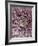 Close-Up of Pink Chrysanthemum-Clive Nichols-Framed Photographic Print