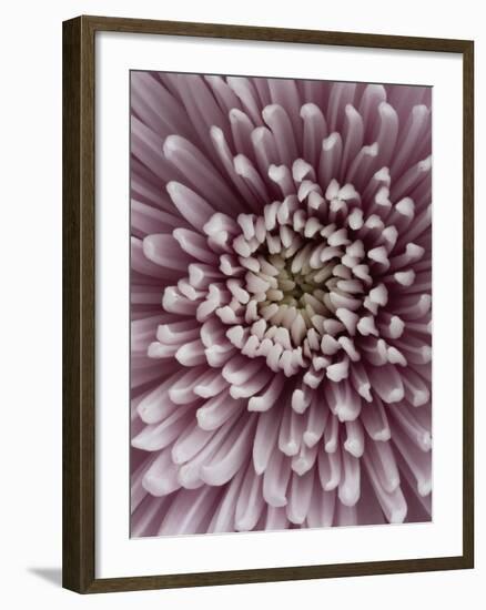 Close-Up of Pink Chrysanthemum-Clive Nichols-Framed Photographic Print