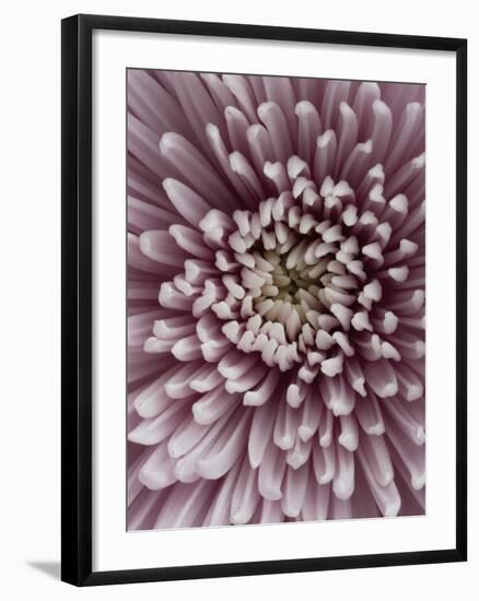 Close-Up of Pink Chrysanthemum-Clive Nichols-Framed Photographic Print