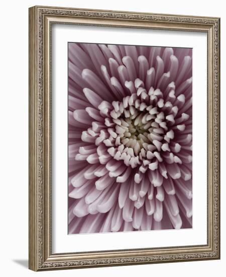 Close-Up of Pink Chrysanthemum-Clive Nichols-Framed Photographic Print