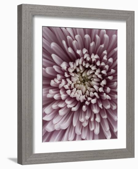 Close-Up of Pink Chrysanthemum-Clive Nichols-Framed Photographic Print