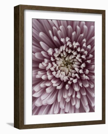 Close-Up of Pink Chrysanthemum-Clive Nichols-Framed Photographic Print