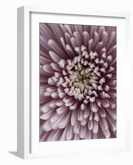 Close-Up of Pink Chrysanthemum-Clive Nichols-Framed Photographic Print