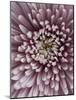 Close-Up of Pink Chrysanthemum-Clive Nichols-Mounted Photographic Print
