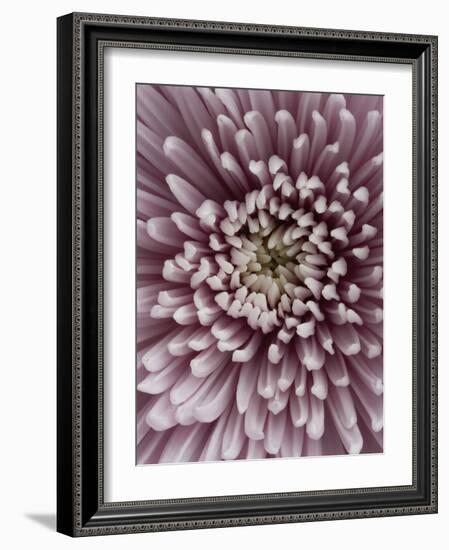 Close-Up of Pink Chrysanthemum-Clive Nichols-Framed Photographic Print