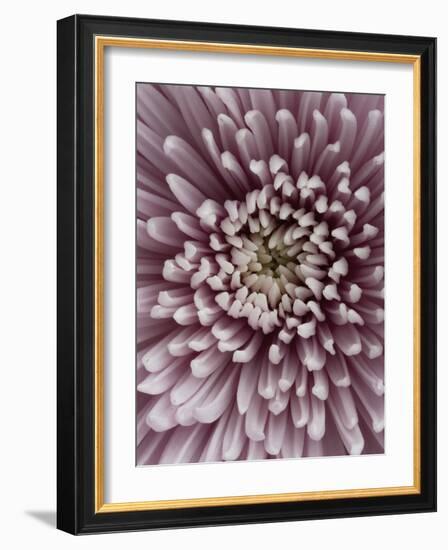 Close-Up of Pink Chrysanthemum-Clive Nichols-Framed Photographic Print