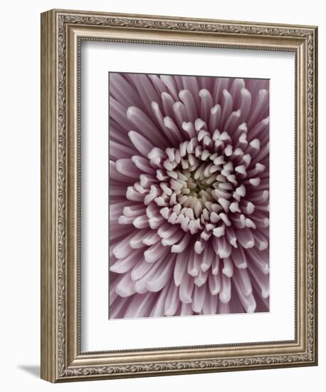 Close-Up of Pink Chrysanthemum-Clive Nichols-Framed Photographic Print