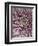 Close-Up of Pink Chrysanthemum-Clive Nichols-Framed Photographic Print