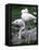 Close-Up of Pink Flamingoes at Tiersgarten, the Zoo, Hietzing, Vienna, Austria-Richard Nebesky-Framed Premier Image Canvas