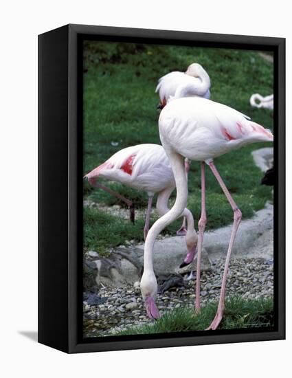 Close-Up of Pink Flamingoes at Tiersgarten, the Zoo, Hietzing, Vienna, Austria-Richard Nebesky-Framed Premier Image Canvas
