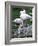 Close-Up of Pink Flamingoes at Tiersgarten, the Zoo, Hietzing, Vienna, Austria-Richard Nebesky-Framed Photographic Print