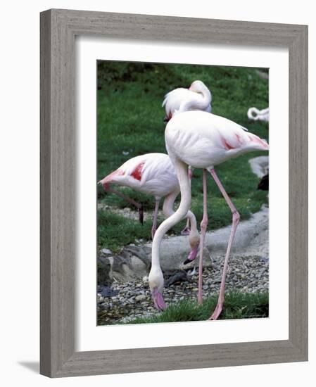 Close-Up of Pink Flamingoes at Tiersgarten, the Zoo, Hietzing, Vienna, Austria-Richard Nebesky-Framed Photographic Print