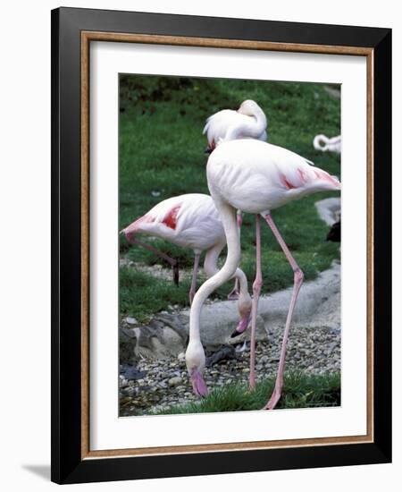 Close-Up of Pink Flamingoes at Tiersgarten, the Zoo, Hietzing, Vienna, Austria-Richard Nebesky-Framed Photographic Print