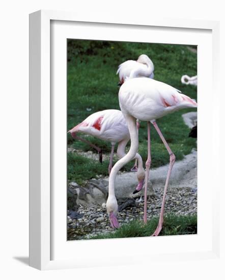 Close-Up of Pink Flamingoes at Tiersgarten, the Zoo, Hietzing, Vienna, Austria-Richard Nebesky-Framed Photographic Print