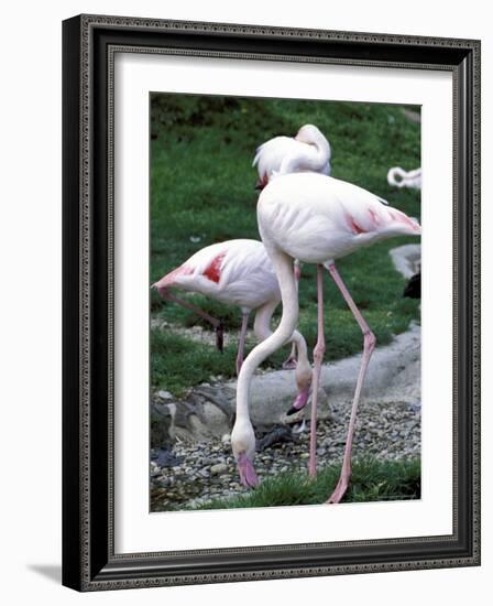 Close-Up of Pink Flamingoes at Tiersgarten, the Zoo, Hietzing, Vienna, Austria-Richard Nebesky-Framed Photographic Print