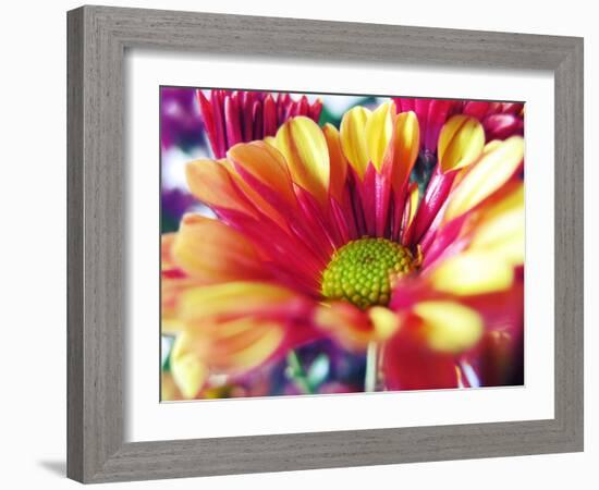 Close Up of Pink Flower Petals-Carolina Hernández-Framed Photographic Print