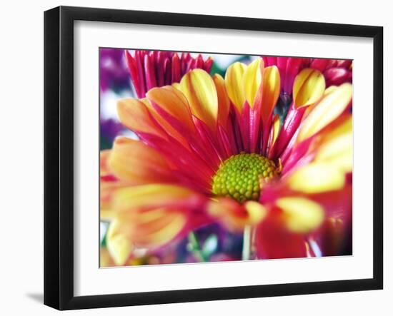 Close Up of Pink Flower Petals-Carolina Hernández-Framed Photographic Print