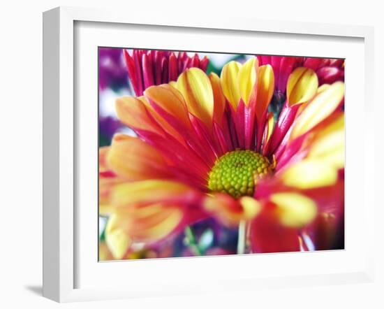 Close Up of Pink Flower Petals-Carolina Hernández-Framed Photographic Print