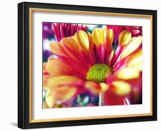 Close Up of Pink Flower Petals-Carolina Hernández-Framed Photographic Print