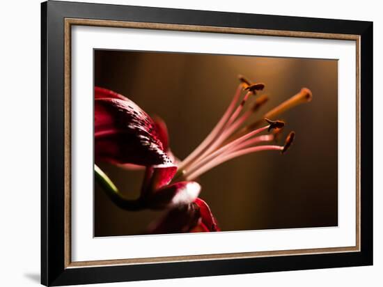 Close Up of Pink Lily. Selective Focus-Daniil Belyay-Framed Photographic Print