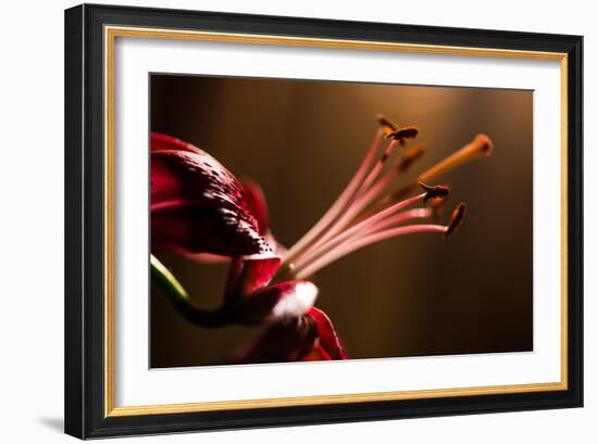 Close Up of Pink Lily. Selective Focus-Daniil Belyay-Framed Photographic Print