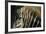 Close-Up of Plains Zebra-Paul Souders-Framed Photographic Print