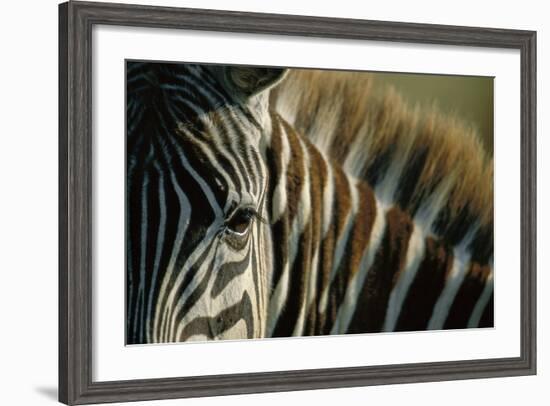 Close-Up of Plains Zebra-Paul Souders-Framed Photographic Print