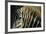 Close-Up of Plains Zebra-Paul Souders-Framed Photographic Print