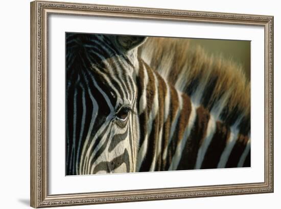 Close-Up of Plains Zebra-Paul Souders-Framed Photographic Print