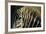 Close-Up of Plains Zebra-Paul Souders-Framed Photographic Print