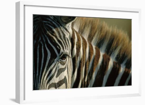 Close-Up of Plains Zebra-Paul Souders-Framed Photographic Print