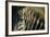 Close-Up of Plains Zebra-Paul Souders-Framed Photographic Print