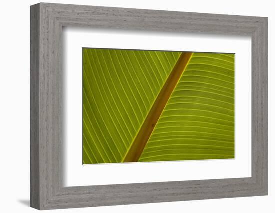 Close-up of plantain leaf-Balan Madhavan-Framed Photographic Print