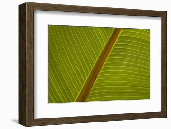 Close-up of plantain leaf-Balan Madhavan-Framed Photographic Print