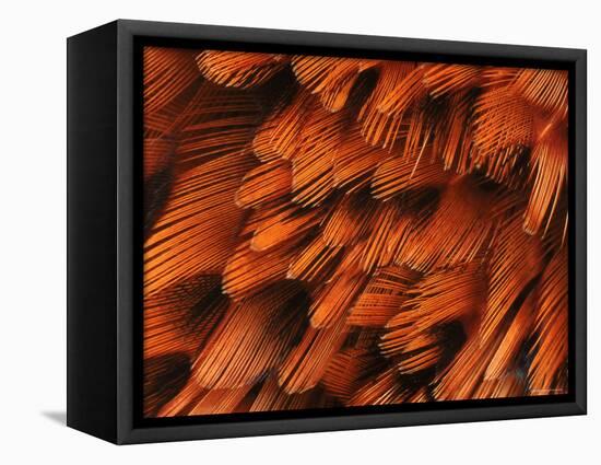 Close-Up of Plumage of Male Pheasant-Niall Benvie-Framed Premier Image Canvas