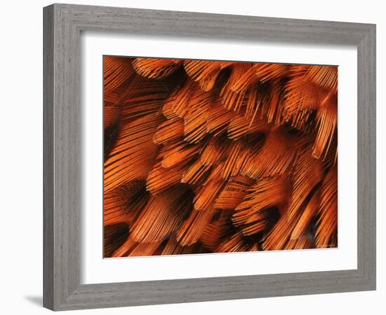 Close-Up of Plumage of Male Pheasant-Niall Benvie-Framed Photographic Print