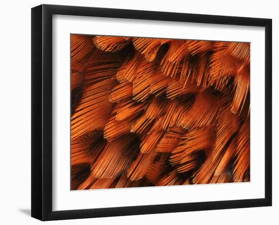 Close-Up of Plumage of Male Pheasant-Niall Benvie-Framed Photographic Print