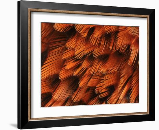 Close-Up of Plumage of Male Pheasant-Niall Benvie-Framed Photographic Print