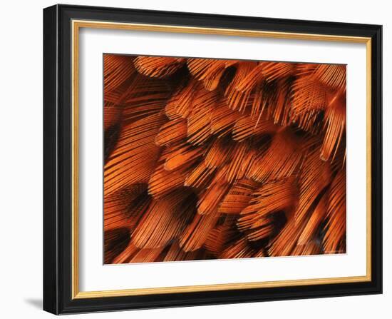 Close-Up of Plumage of Male Pheasant-Niall Benvie-Framed Photographic Print