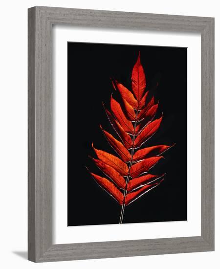 Close-up of Poison Sumac (Toxicodendron vernix) leaf against black background-Panoramic Images-Framed Photographic Print