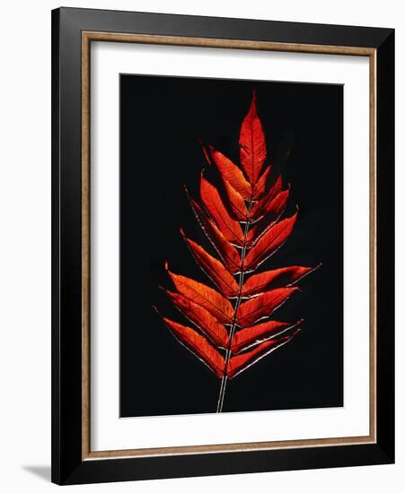 Close-up of Poison Sumac (Toxicodendron vernix) leaf against black background-Panoramic Images-Framed Photographic Print