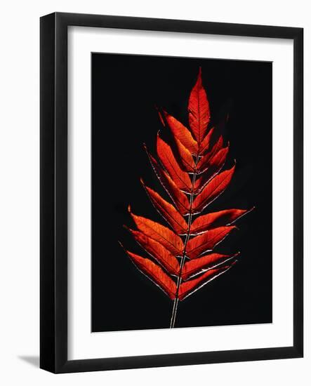 Close-up of Poison Sumac (Toxicodendron vernix) leaf against black background-Panoramic Images-Framed Photographic Print