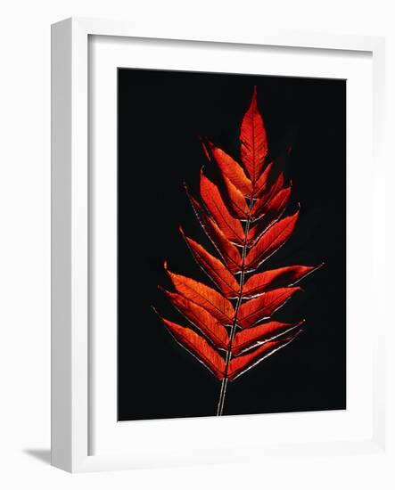 Close-up of Poison Sumac (Toxicodendron vernix) leaf against black background-Panoramic Images-Framed Photographic Print