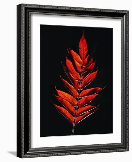 Close-up of Poison Sumac (Toxicodendron vernix) leaf against black background-Panoramic Images-Framed Photographic Print