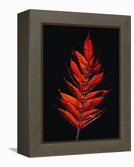 Close-up of Poison Sumac (Toxicodendron vernix) leaf against black background-Panoramic Images-Framed Premier Image Canvas