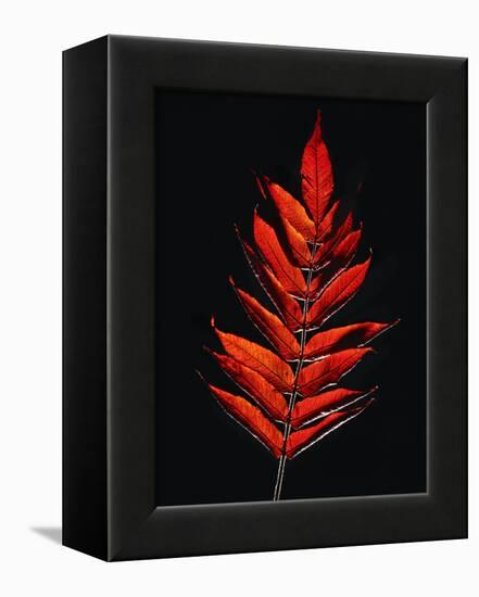 Close-up of Poison Sumac (Toxicodendron vernix) leaf against black background-Panoramic Images-Framed Premier Image Canvas