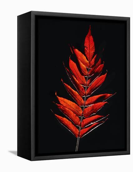 Close-up of Poison Sumac (Toxicodendron vernix) leaf against black background-Panoramic Images-Framed Premier Image Canvas