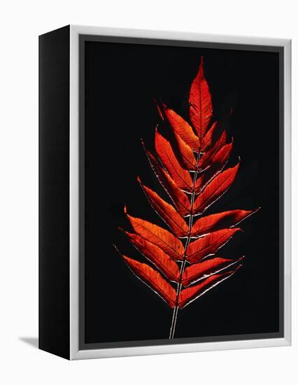 Close-up of Poison Sumac (Toxicodendron vernix) leaf against black background-Panoramic Images-Framed Premier Image Canvas